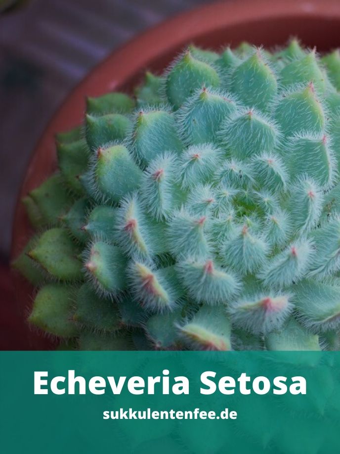 Die Echeveria Setosa ist eine Sukkulente.