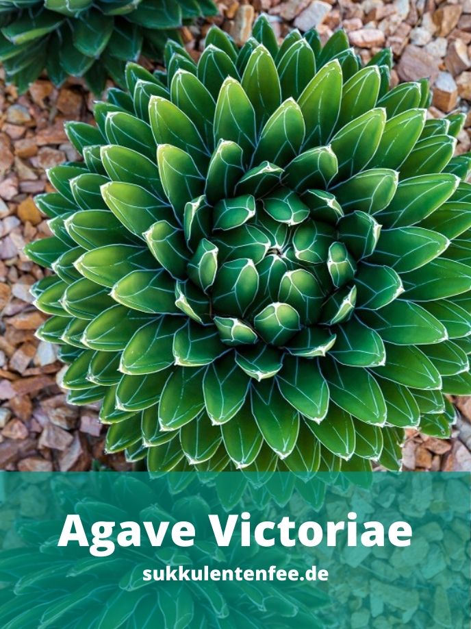 Die Agave Victoriae ist eine der schönsten ihrer Art.