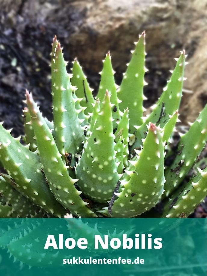 Die Aloe Nobilis ist eine schöne Sukkulente für dein zu Hause.