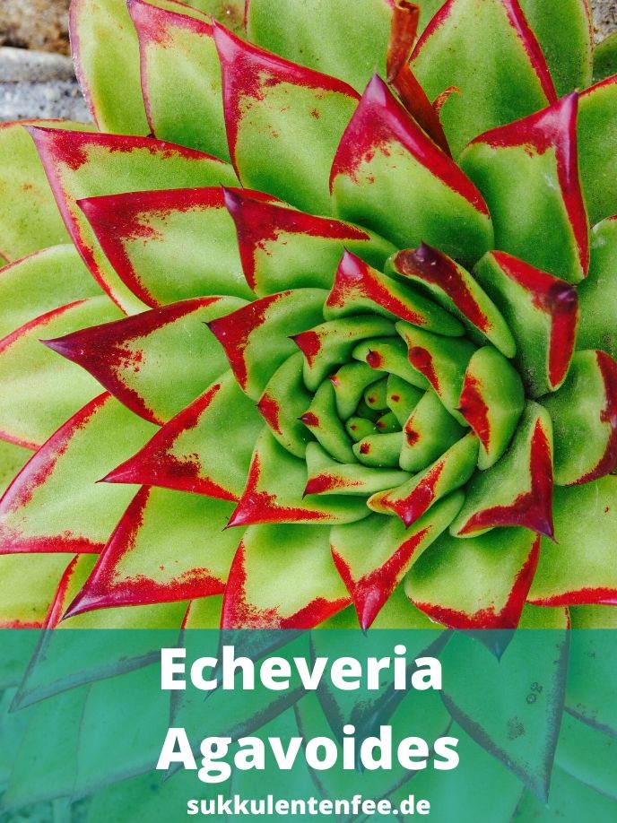 Die Echeveria Agavoides ist eine immergrüne Sukkulente.