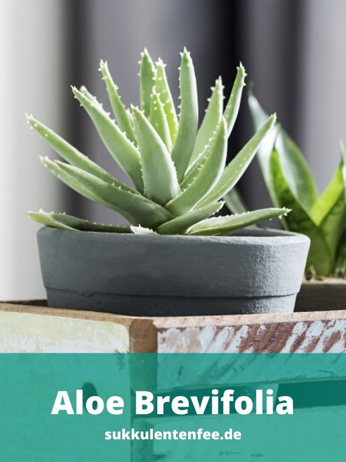 Die Aloe Brevifolia ist eine schöne Sukkulente.