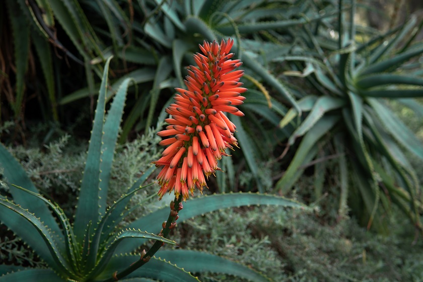 Die Kap Aloe ist leicht zu pflegen und zu vermehren.