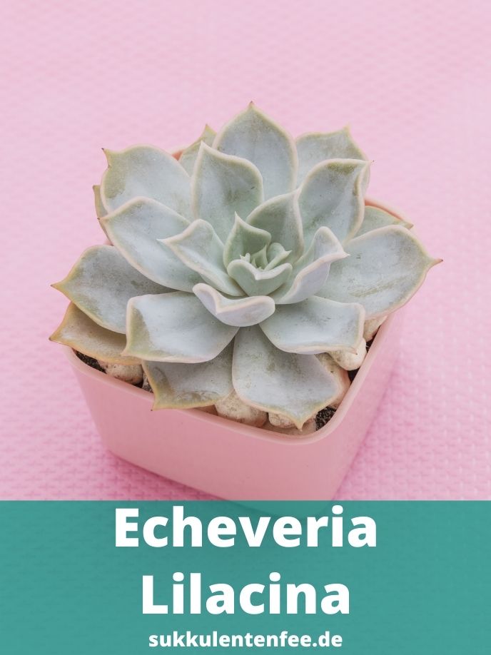 Die Echeveria Lilacina ist eine beliebte Sukkulente.