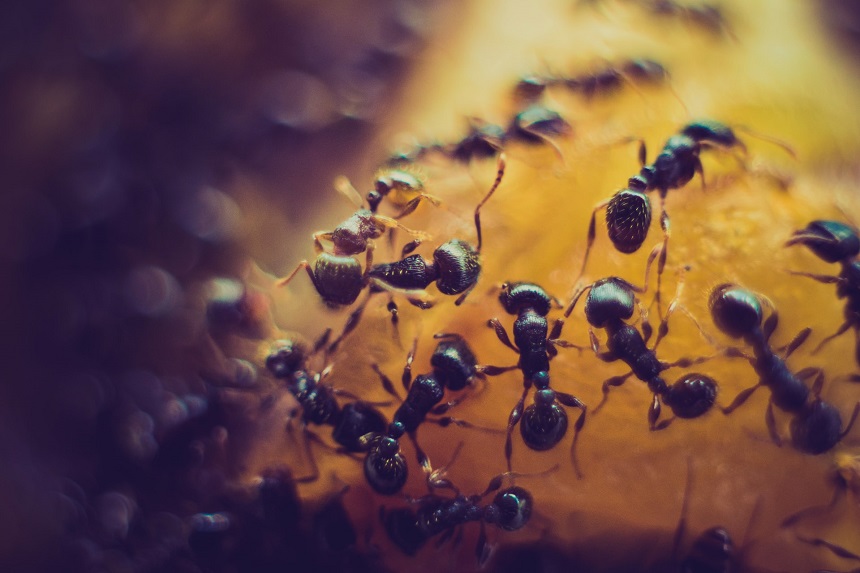 Ameisen in der Erde von Sukkulenten oder Kakteen.