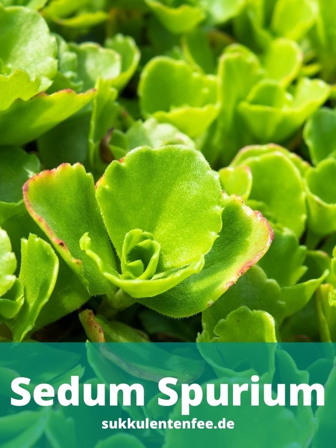 Sedum Spurium ist eine schöne Sukkulente.