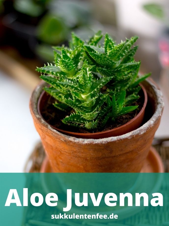 Die Aloe Juvenna ist eine schöne Sukkulente.