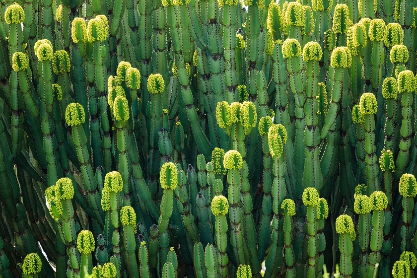 Eine Euphorbia ist häufig eine Sukkulente und braucht wenig Wasser. 