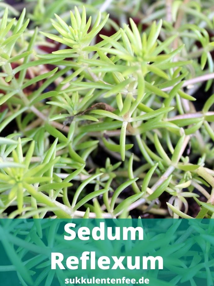 Das Sedum Reflexum ist eine Sukkulente.