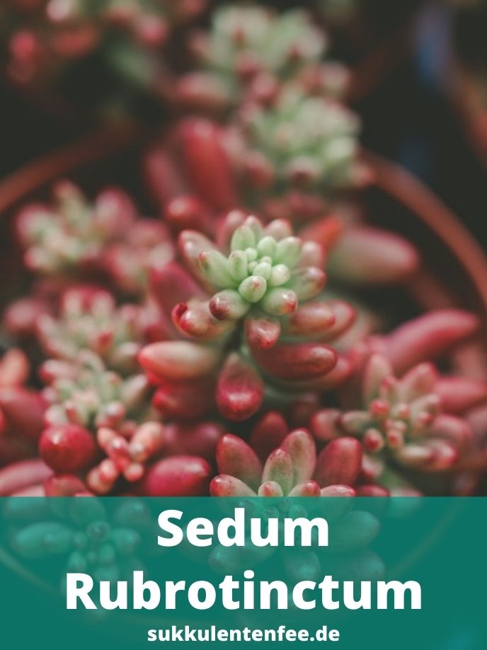 Sedum Rubrotinctum ist eine Sukkulente.